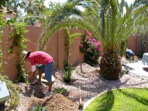 Plants going in & canary palms new home
